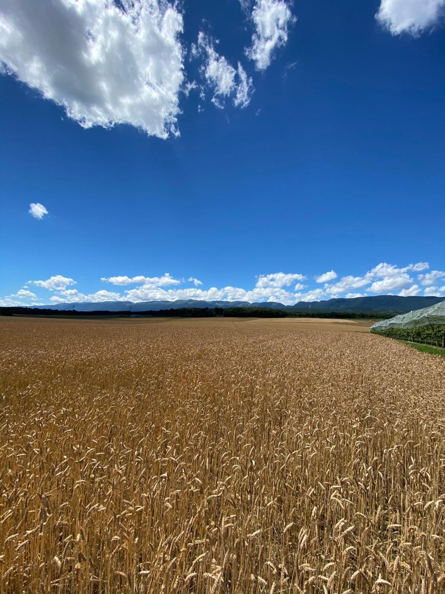 B&B Domaine En Trembley Commugny Экстерьер фото