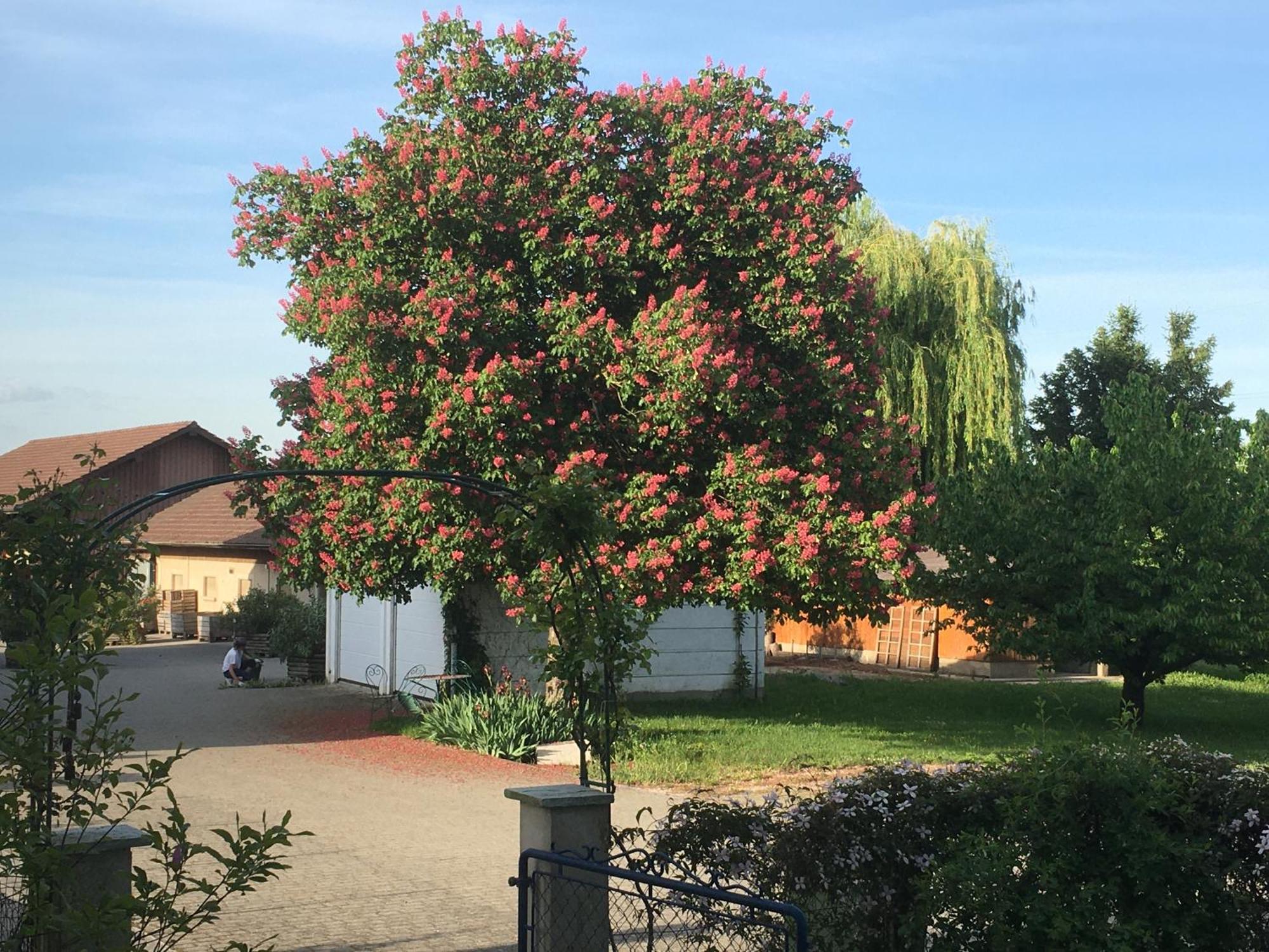 B&B Domaine En Trembley Commugny Экстерьер фото