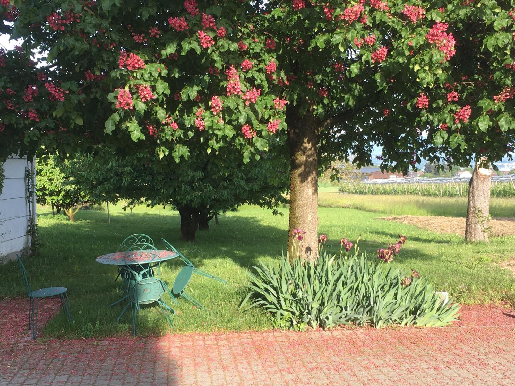 B&B Domaine En Trembley Commugny Экстерьер фото